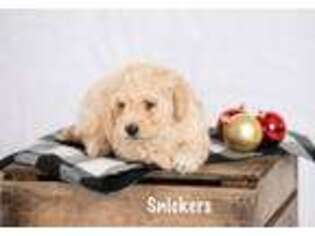 Goldendoodle Puppy for sale in Arlington, VT, USA