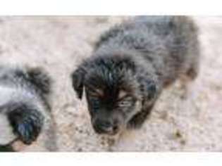 Miniature Australian Shepherd Puppy for sale in Wayne, OK, USA