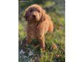 Goldendoodle Puppy for sale in Flossmoor, IL, USA