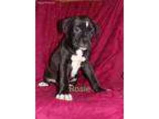 Boxer Puppy for sale in Wurtsboro, NY, USA