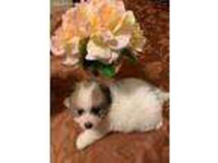 Pomeranian Puppy for sale in Palestine, TX, USA