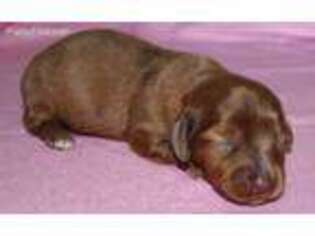 Dachshund Puppy for sale in Lexington Park, MD, USA