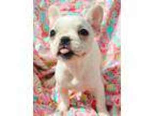 French Bulldog Puppy for sale in Marlette, MI, USA