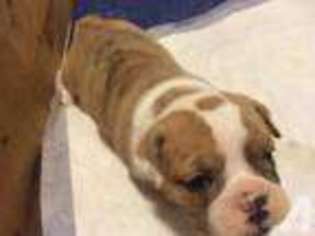 Bulldog Puppy for sale in RICHLANDS, NC, USA