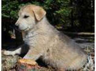 Alaskan Malamute Puppy for sale in SPOKANE, WA, USA