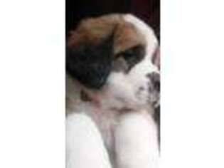 Saint Bernard Puppy for sale in Bumpass, VA, USA
