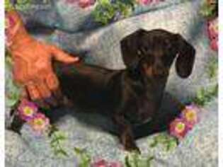Dachshund Puppy for sale in Franklin, TX, USA
