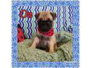 Pug Puppy for sale in Archbold, OH, USA