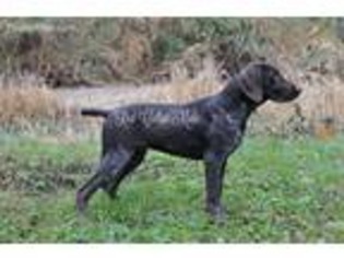 German Shorthaired Pointer Puppy for sale in Nebo, WV, USA