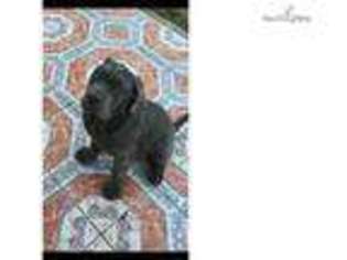 Neapolitan Mastiff Puppy for sale in Los Angeles, CA, USA