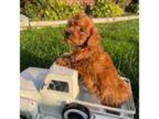 Mutt Puppy for sale in Auburn Hills, MI, USA