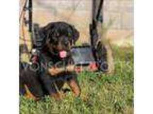 Rottweiler Puppy for sale in Pomona, CA, USA