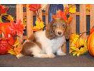 Dachshund Puppy for sale in Canton, TX, USA