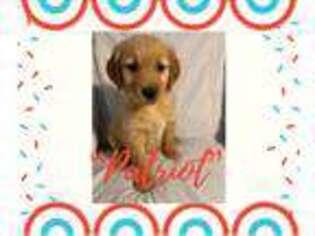 Golden Retriever Puppy for sale in Mount Juliet, TN, USA