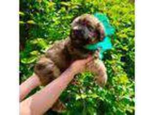 Soft Coated Wheaten Terrier Puppy for sale in Attleboro, MA, USA