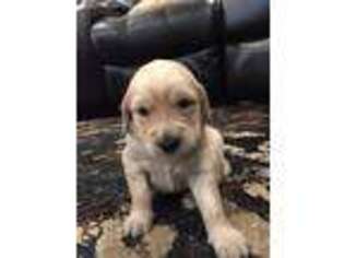 Golden Retriever Puppy for sale in Panama City, FL, USA