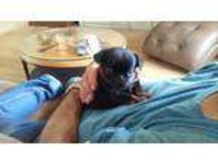 Brussels Griffon Puppy for sale in Sheridan, WY, USA