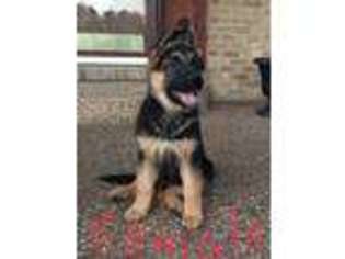 German Shepherd Dog Puppy for sale in Russell Springs, KY, USA