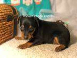 Miniature Pinscher Puppy for sale in Bowling Green, MO, USA