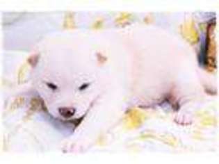 Shiba Inu Puppy for sale in Vandalia, MO, USA