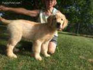 Golden Retriever Puppy for sale in Davison, MI, USA