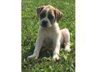 American Bulldog Puppy for sale in Dayton, IA, USA