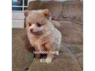 Pomeranian Puppy for sale in Crawford, GA, USA