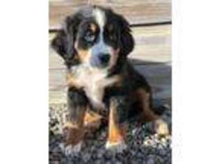 Bernese Mountain Dog Puppy for sale in Leo, IN, USA