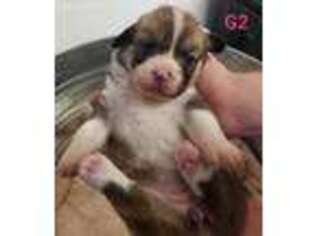 Pembroke Welsh Corgi Puppy for sale in Ellisville, MS, USA