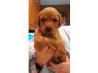 Golden Retriever Puppy for sale in Andover, MN, USA
