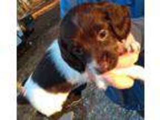 Dachshund Puppy for sale in Leoma, TN, USA