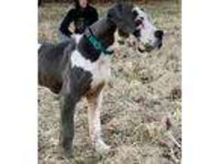 Great Dane Puppy for sale in Gosport, IN, USA