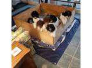 Mutt Puppy for sale in Germantown, TN, USA