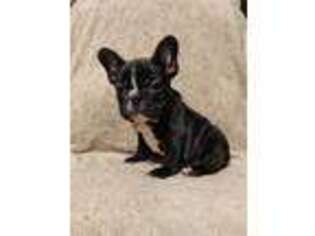 French Bulldog Puppy for sale in Ramsey, IL, USA