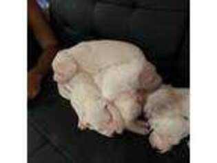 Dogo Argentino Puppy for sale in Menasha, WI, USA