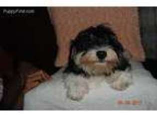 Havanese Puppy for sale in Diamond, OH, USA