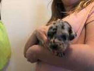 Great Dane Puppy for sale in Hinesville, GA, USA