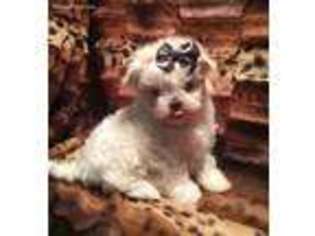 Maltese Puppy for sale in Hodgen, OK, USA