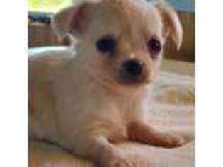Chihuahua Puppy for sale in Falcon, MO, USA