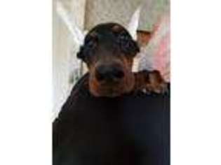 Doberman Pinscher Puppy for sale in Grove, OK, USA