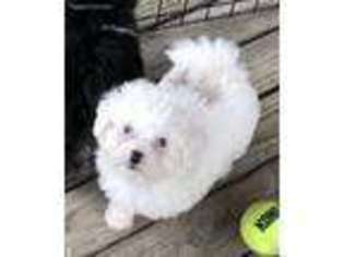 Bichon Frise Puppy for sale in Georgetown, OH, USA