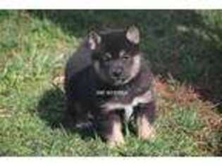 Shiba Inu Puppy for sale in Grovespring, MO, USA
