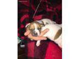 Jack Russell Terrier Puppy for sale in Newark, DE, USA