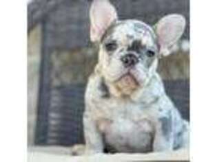 French Bulldog Puppy for sale in Dallas, TX, USA