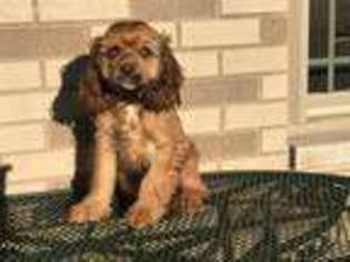Cocker Spaniel Puppy for sale in Nappanee, IN, USA