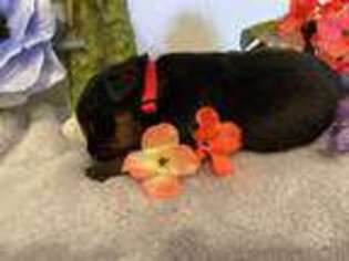 Rottweiler Puppy for sale in Aurora, IN, USA