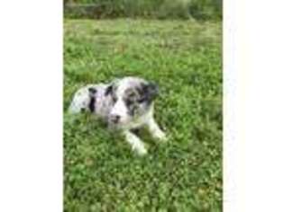 Border Collie Puppy for sale in Saint Hedwig, TX, USA