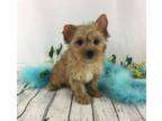 Yorkshire Terrier Puppy for sale in Bishopville, SC, USA