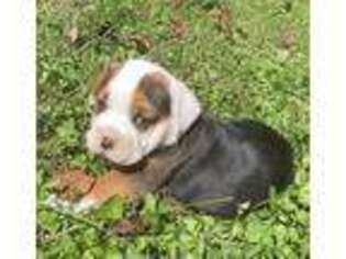 Miniature Bulldog Puppy for sale in Beaverdam, VA, USA