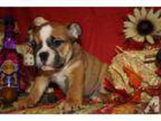 Bulldog Puppy for sale in NORCO, CA, USA